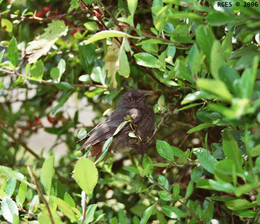 Bird freed out of fire stove [D 2006] © RGES